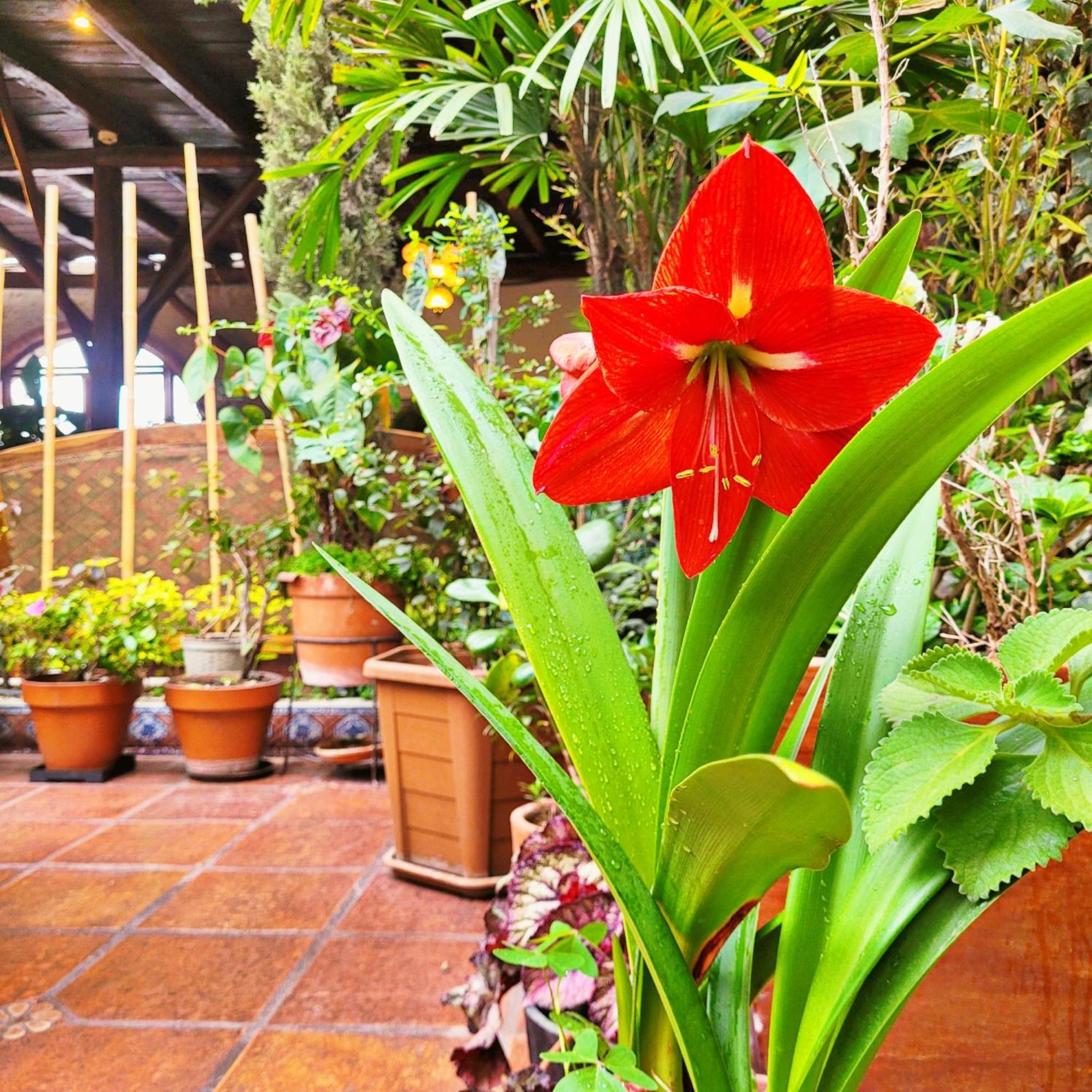 La Farola Hotel 3*